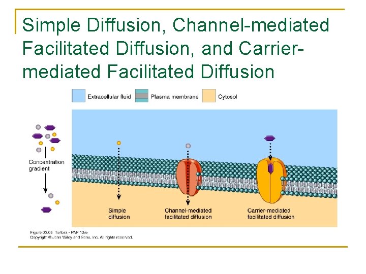 Simple Diffusion, Channel-mediated Facilitated Diffusion, and Carriermediated Facilitated Diffusion 