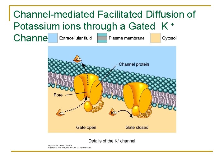 Channel-mediated Facilitated Diffusion of Potassium ions through a Gated K + Channel 