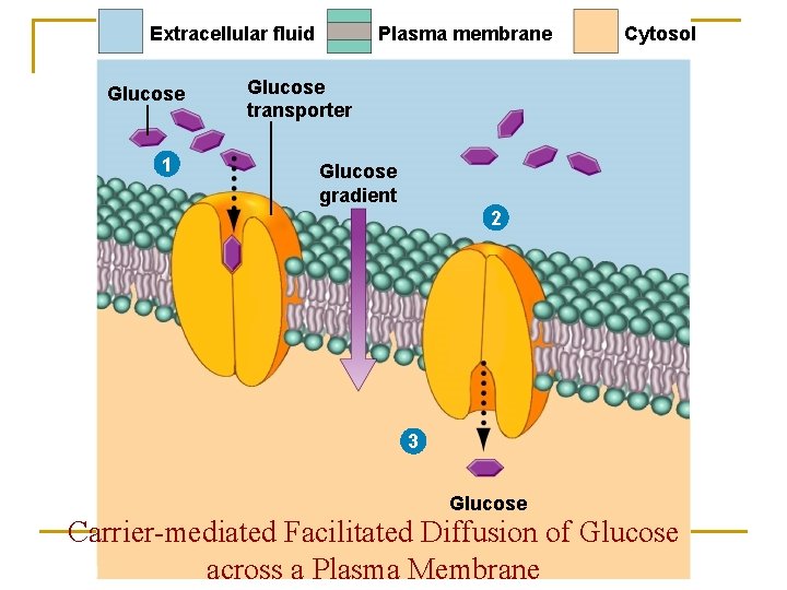  Extracellular fluid Glucose 1 Plasma membrane Cytosol Glucose transporter Glucose gradient 2 3