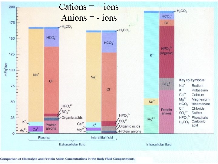 Cations = + ions Anions = - ions 