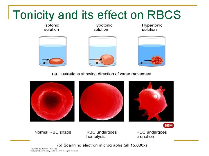 Tonicity and its effect on RBCS 