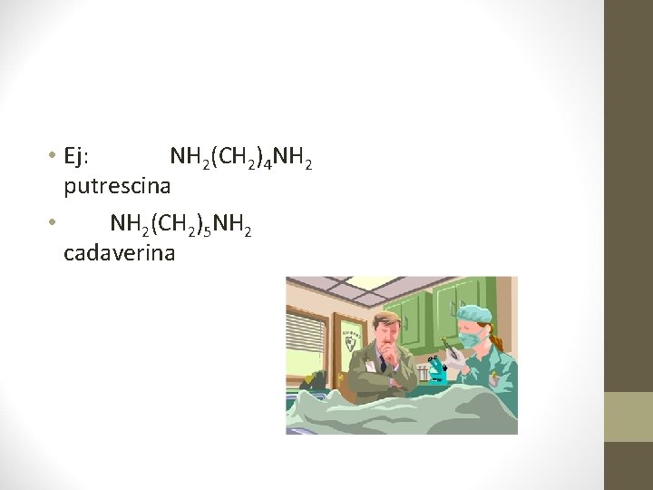  • Ej: NH 2(CH 2)4 NH 2 putrescina • NH 2(CH 2)5 NH