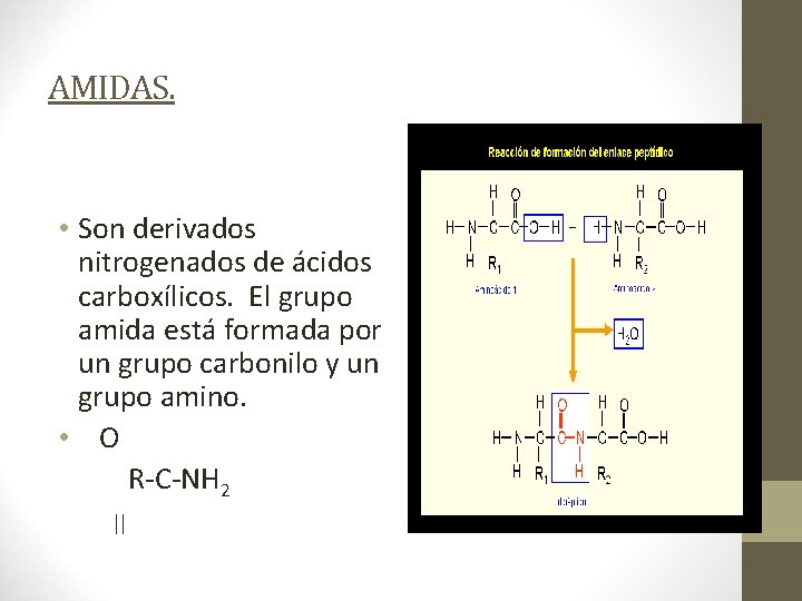 AMIDAS. • Son derivados nitrogenados de ácidos carboxílicos. El grupo amida está formada por