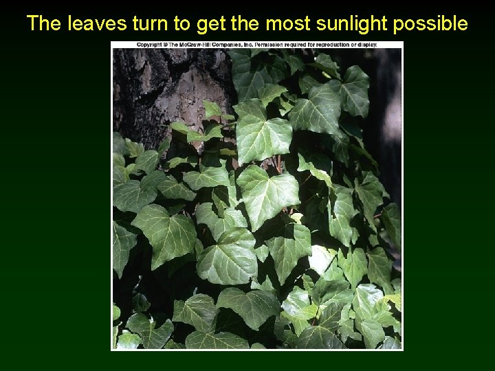 The leaves turn to get the most sunlight possible 