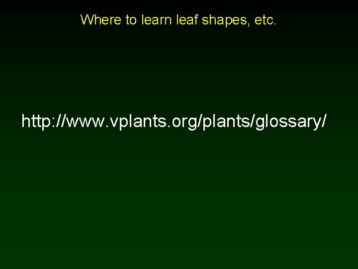 Where to learn leaf shapes, etc. http: //www. vplants. org/plants/glossary/ 