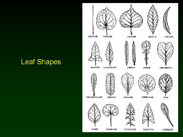 Leaf Shapes 
