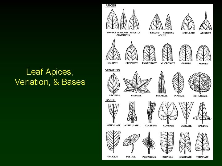 Leaf Apices, Venation, & Bases 