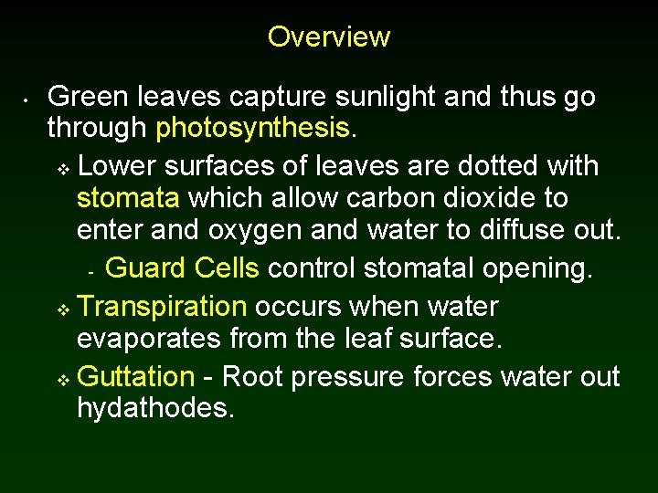 Overview • Green leaves capture sunlight and thus go through photosynthesis. v Lower surfaces