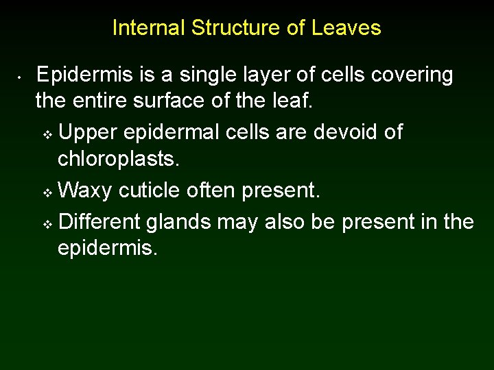 Internal Structure of Leaves • Epidermis is a single layer of cells covering the