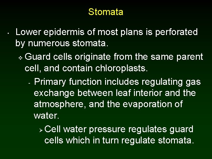Stomata • Lower epidermis of most plans is perforated by numerous stomata. v Guard