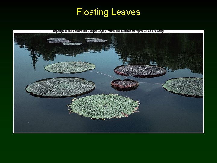 Floating Leaves 
