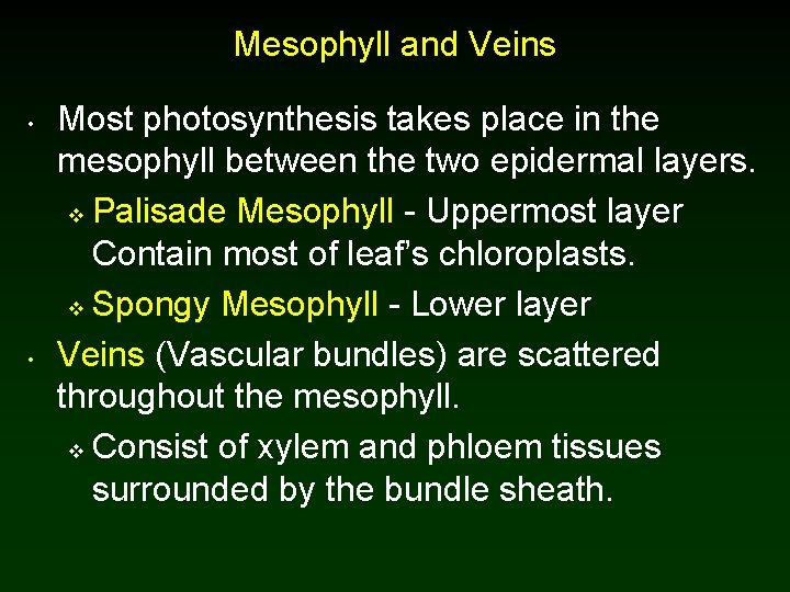 Mesophyll and Veins • • Most photosynthesis takes place in the mesophyll between the