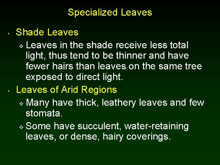 Specialized Leaves • • Shade Leaves v Leaves in the shade receive less total