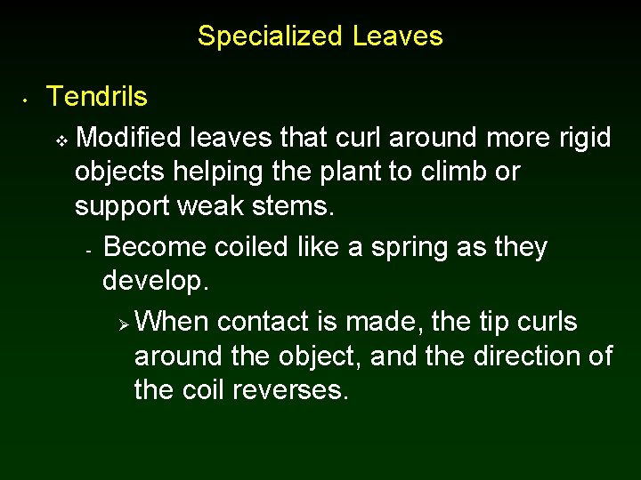 Specialized Leaves • Tendrils v Modified leaves that curl around more rigid objects helping