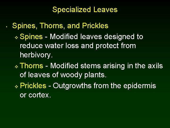 Specialized Leaves • Spines, Thorns, and Prickles v Spines - Modified leaves designed to