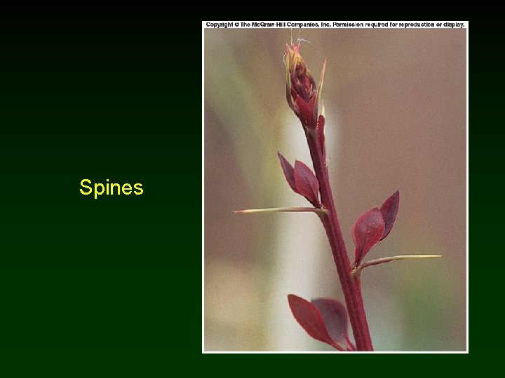 Spines 