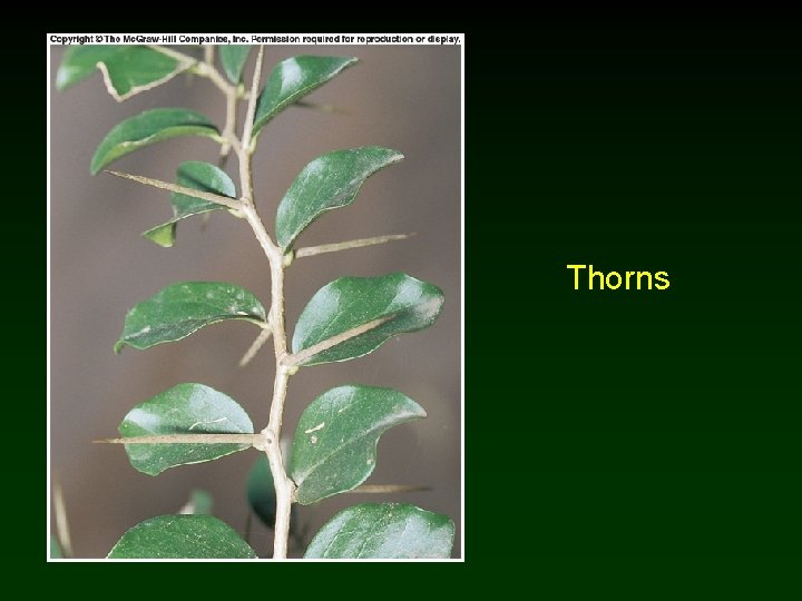 Thorns 