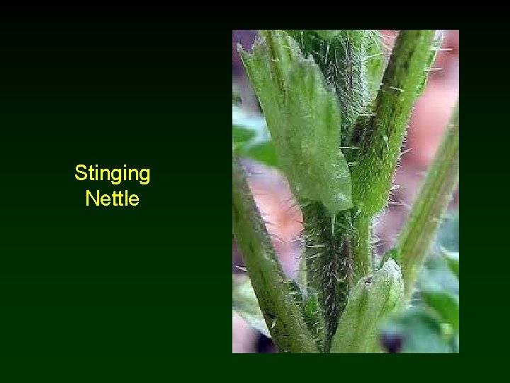 Stinging Nettle 