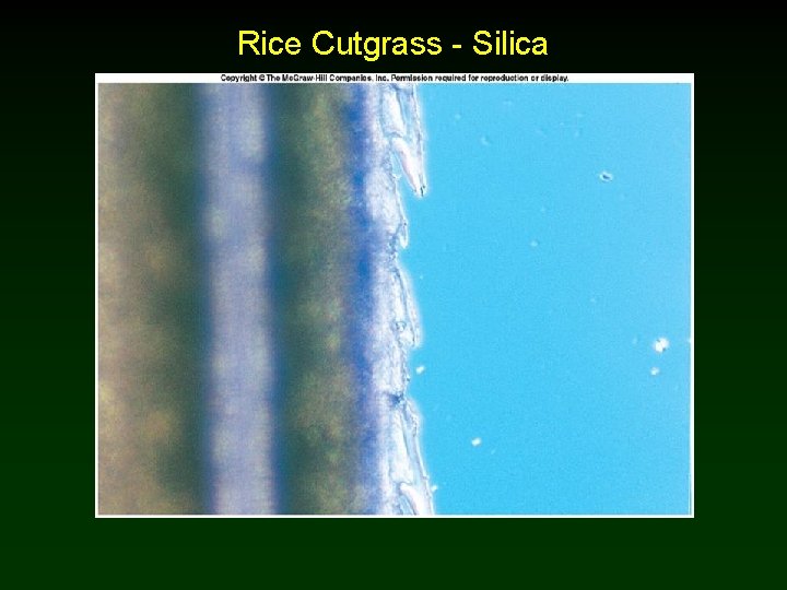 Rice Cutgrass - Silica 