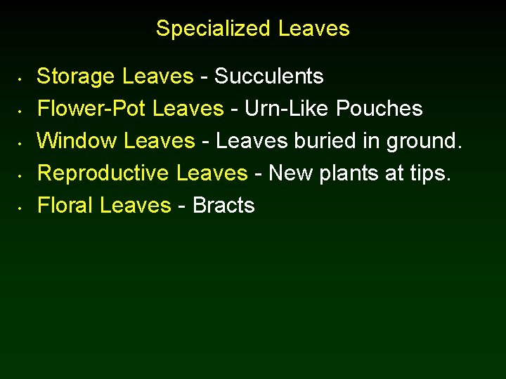 Specialized Leaves • • • Storage Leaves - Succulents Flower-Pot Leaves - Urn-Like Pouches