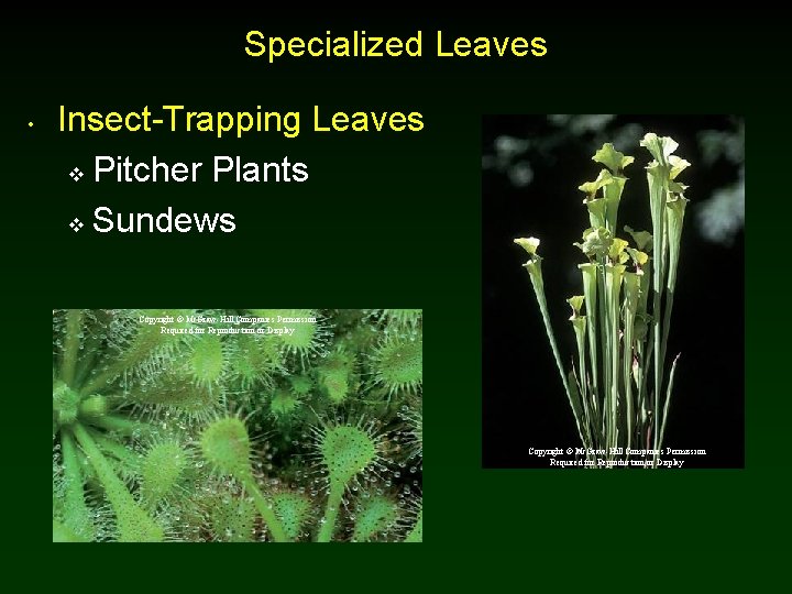 Specialized Leaves • Insect-Trapping Leaves v Pitcher Plants v Sundews Copyright © Mc. Graw-Hill