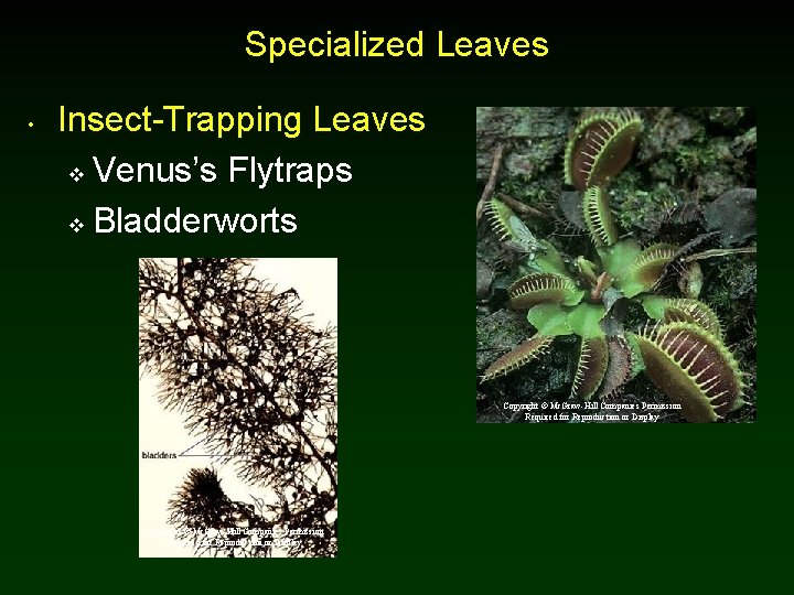 Specialized Leaves • Insect-Trapping Leaves v Venus’s Flytraps v Bladderworts Copyright © Mc. Graw-Hill