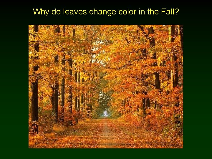 Why do leaves change color in the Fall? 