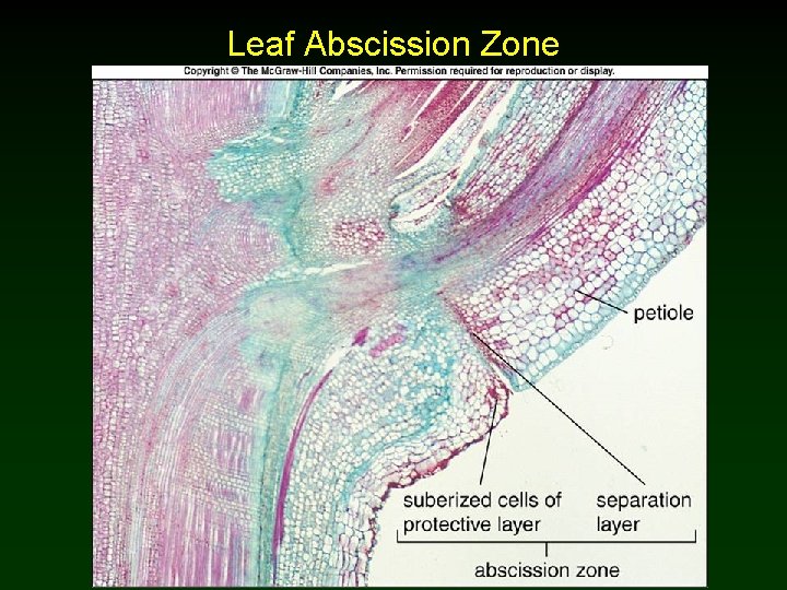 Leaf Abscission Zone 