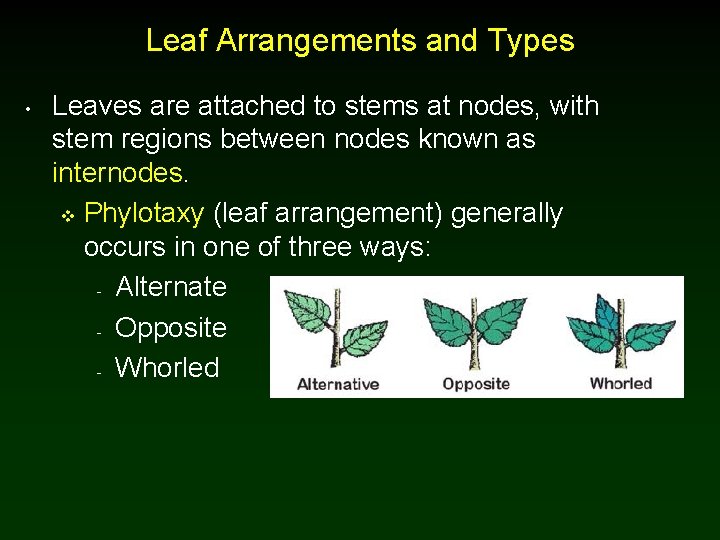 Leaf Arrangements and Types • Leaves are attached to stems at nodes, with stem