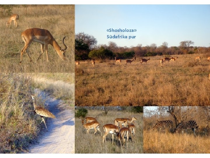  «Shosholoza» Südafrika pur 