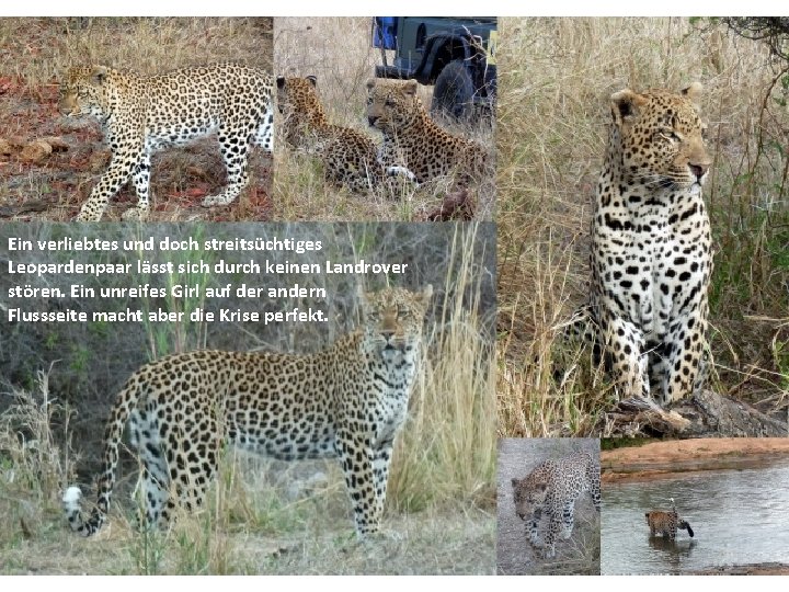 Ein verliebtes und doch streitsüchtiges Leopardenpaar lässt sich durch keinen Landrover stören. Ein unreifes