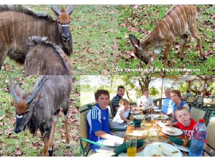 Die Veranda und die Tiere rundherum 