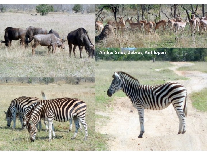 Afrika: Gnus, Zebras, Antilopen 