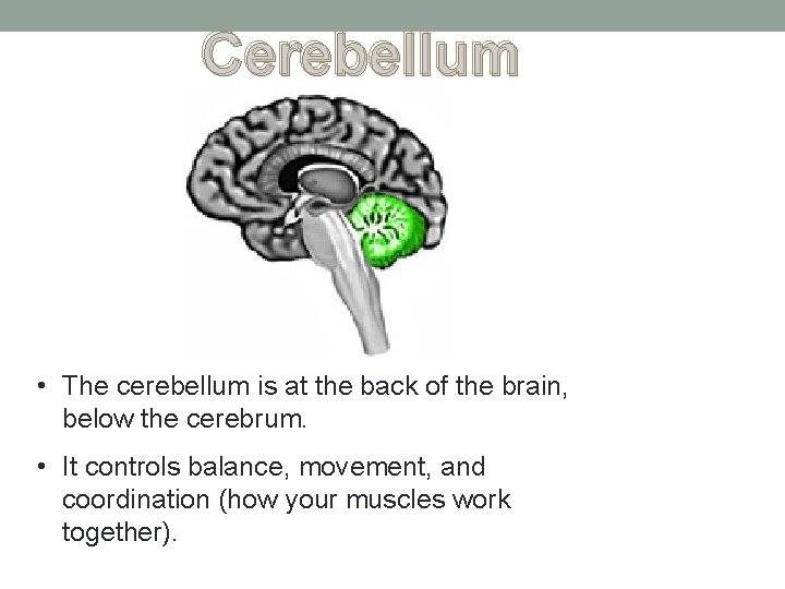 Cerebellum • The cerebellum is at the back of the brain, below the cerebrum. Cerebellum • The cerebellum is at the back of the brain, below the cerebrum.