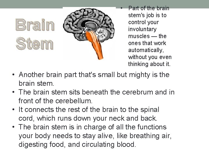 Brain Stem • Part of the brain stem's job is to control your involuntary Brain Stem • Part of the brain stem's job is to control your involuntary