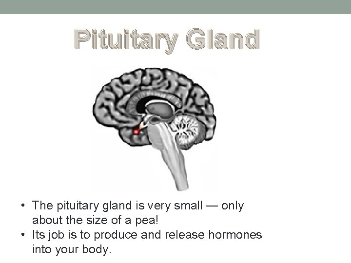 Pituitary Gland • The pituitary gland is very small — only about the size Pituitary Gland • The pituitary gland is very small — only about the size