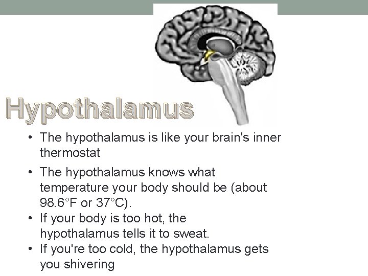 Hypothalamus • The hypothalamus is like your brain's inner thermostat • The hypothalamus knows Hypothalamus • The hypothalamus is like your brain's inner thermostat • The hypothalamus knows