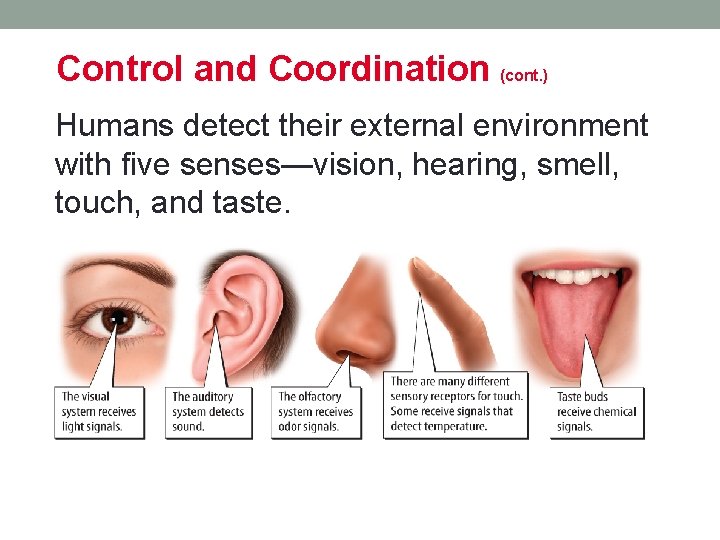 Control and Coordination (cont. ) Humans detect their external environment with five senses—vision, hearing, Control and Coordination (cont. ) Humans detect their external environment with five senses—vision, hearing,