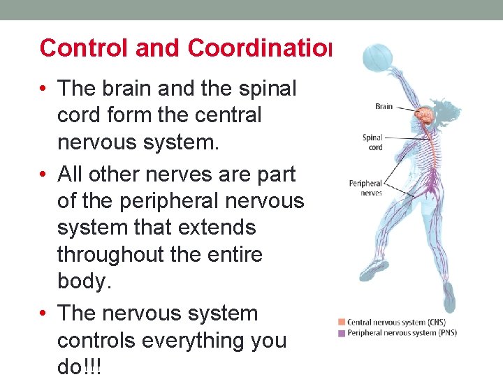 CHAPTER 12 Nervous System Control and Coordination The