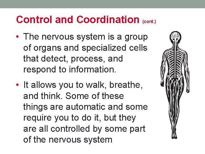 Control and Coordination (cont. ) • The nervous system is a group of organs Control and Coordination (cont. ) • The nervous system is a group of organs