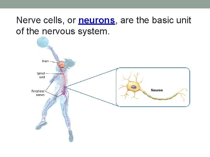 Nerve cells, or neurons, are the basic unit of the nervous system. Nerve cells, or neurons, are the basic unit of the nervous system.