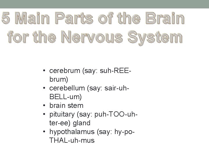 5 Main Parts of the Brain for the Nervous System • cerebrum (say: suh-REEbrum) 5 Main Parts of the Brain for the Nervous System • cerebrum (say: suh-REEbrum)