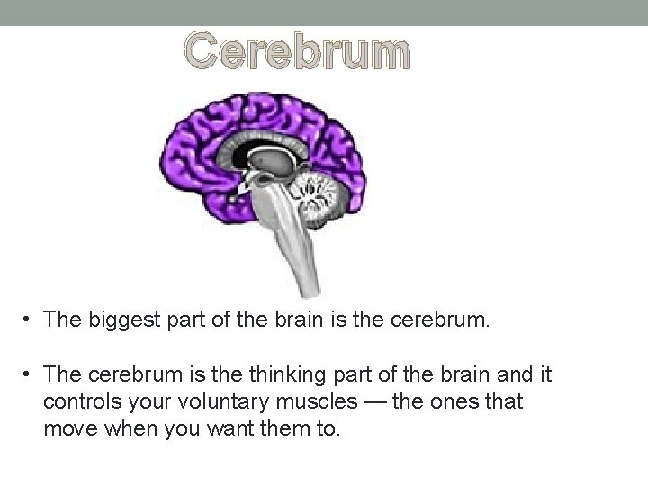 Cerebrum • The biggest part of the brain is the cerebrum. • The cerebrum Cerebrum • The biggest part of the brain is the cerebrum. • The cerebrum