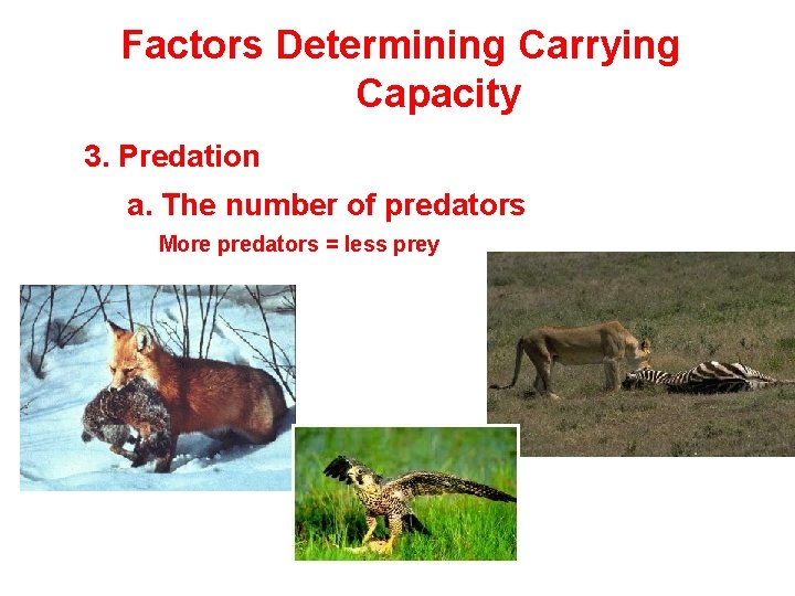 Factors Determining Carrying Capacity 3. Predation a. The number of predators More predators =