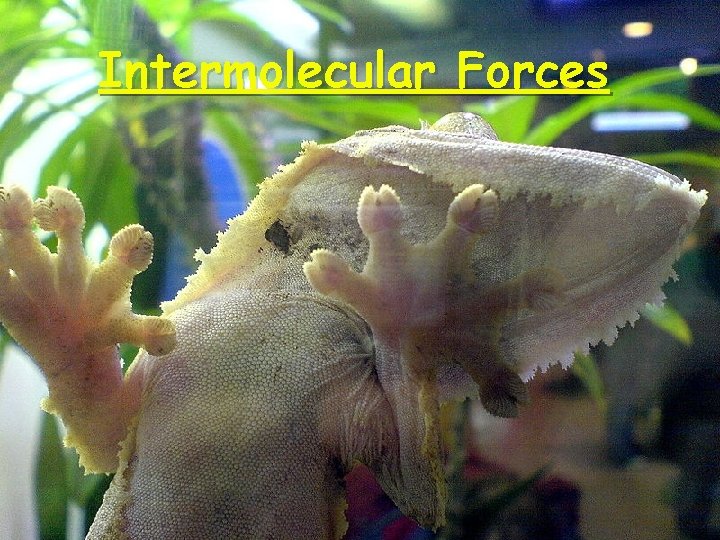 Intermolecular Forces 