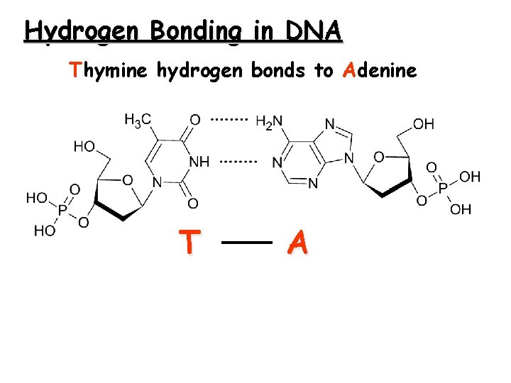 Hydrogen Bonding in DNA Thymine hydrogen bonds to Adenine T A 