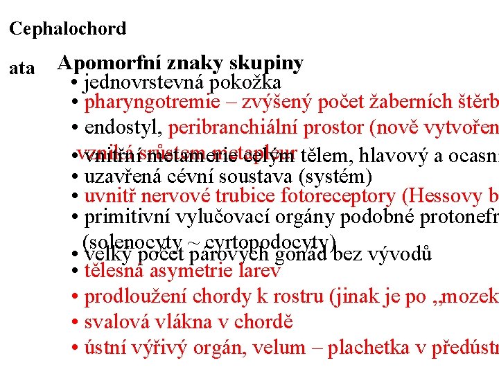 Cephalochord ata Apomorfní znaky skupiny • jednovrstevná pokožka • pharyngotremie – zvýšený počet žaberních
