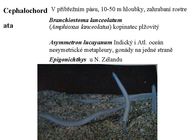 Cephalochord V příbřežním pásu, 10 -50 m hloubky, zahrabaní rostrem ata Branchiostoma lanceolatum (Amphioxus