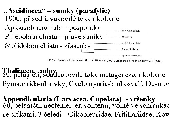 „Ascidiacea“ – sumky (parafylie) 1900, přisedlí, vakovité tělo, i kolonie Aplousobranchiata – pospolitky Phlebobranchiata
