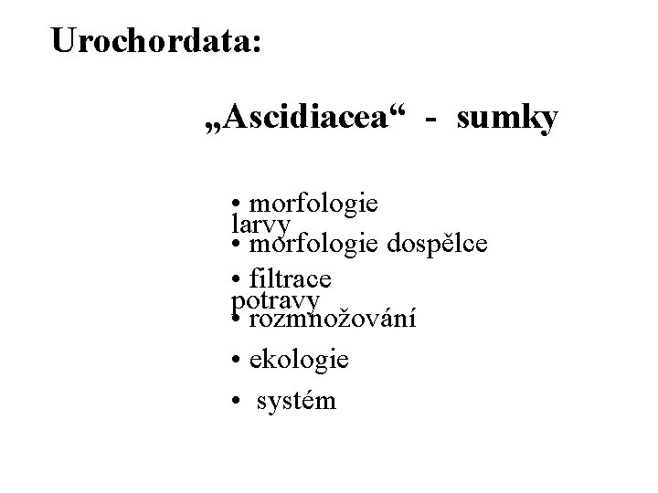 Urochordata: „Ascidiacea“ - sumky • morfologie larvy • morfologie dospělce • filtrace potravy •